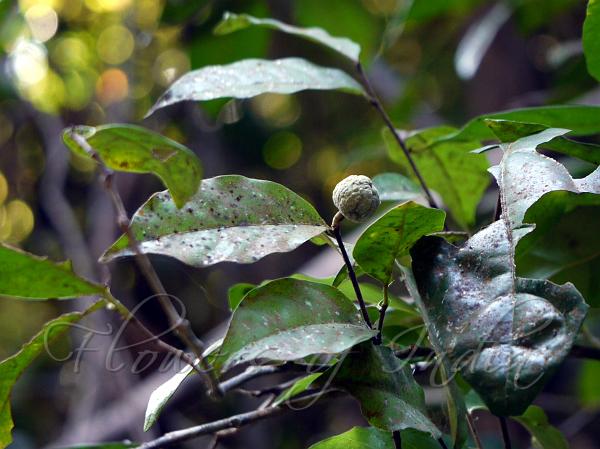 Gelonium Poison-Leaf